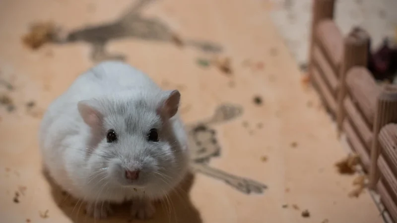 Chov jungarských roborických křečků