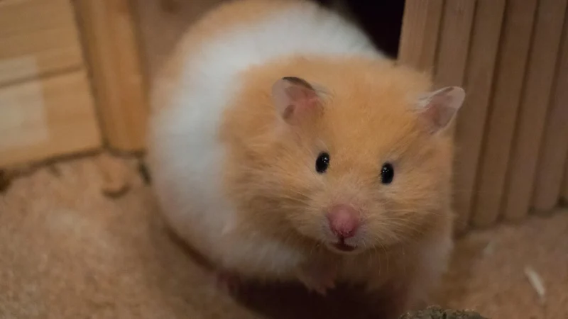 Co dělat když hlodavci mají konflikty ve skupině