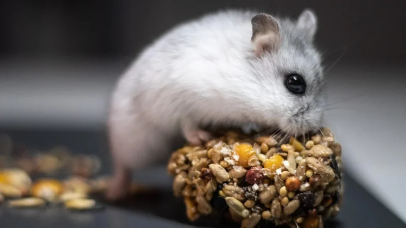 Dieta pro chyby nutriční požadavky