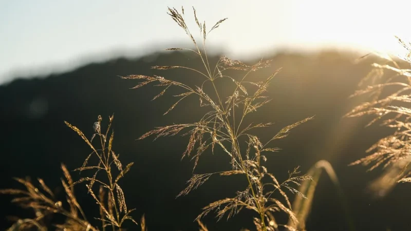 Dopad změny klimatu na hlodavce a jejich ekosystémy
