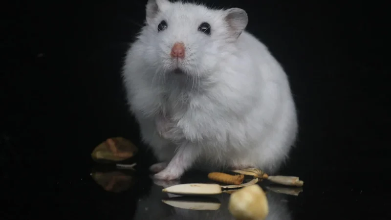 Jedinečné rysy miniaturizovaných hlodavců