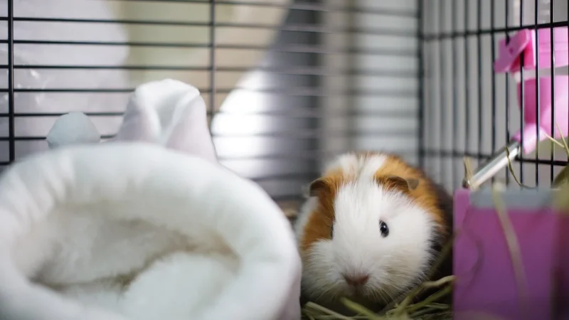 Mohou být hlodavci drženi pohromadě v jedné kleci