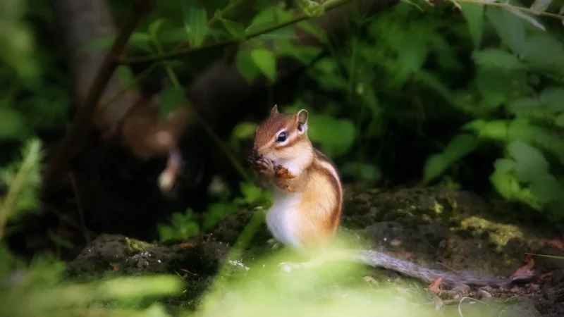 Pochopení chovného chování v křečku