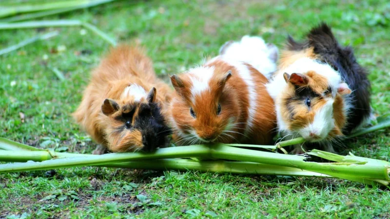 Potřebují hlodavci pravidelné návštěvy veterináře