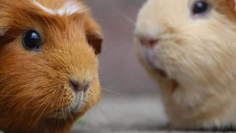 Problémy související s respiračním systémem u morče