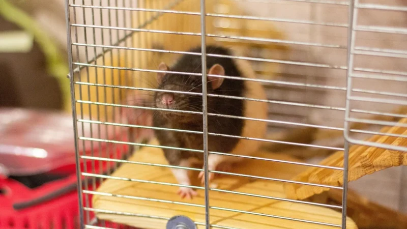 Sociální chování u hlodavců závěry výzkumu