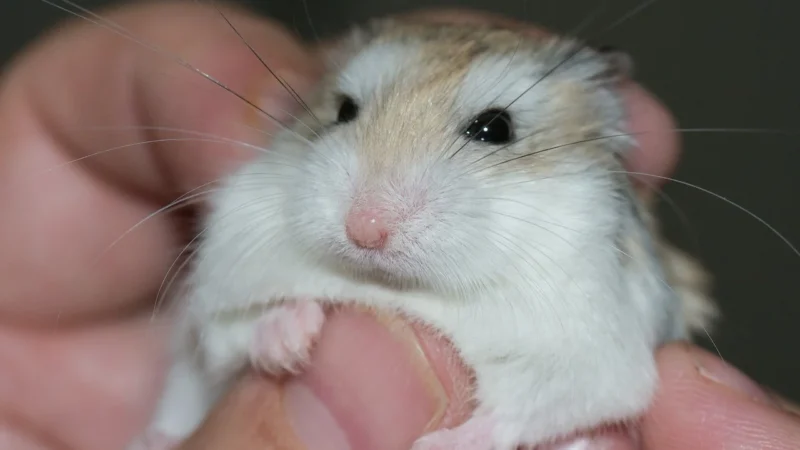 Základy dědičnosti genetiky u hlodavců